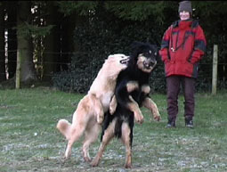 Hovawarte Beschwichtigung Imponiergehabe Aggressionsverhalten Hundebegegnungen  Junghund Beschwichtigungssignale Rüdenkampf untereinander aggressives Koerpersprache Kampf Angriff Beschwichtigungsgesten anspringen imponieren Hundebegegnungen drohen Hovawart 