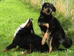 Verhalten beim Angriff von Hunden Hovawart und Berner Sennenhund Hundeverordnung