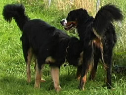 Hundeverordnung gefährliche Hunde Hundeverordnung bissige Hunde Gedanken zur Hundeverordnung Verhalten beim Angriff von Hunden Hovawart und Berner Sennenhund