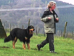 Hundeausbildung Tipps Hunde trainieren Hundeausbildung Übungen zur Unterordnung Hundeausbildung Übungen für Hundetraining Zwangsapport Hundeausbildung  Sporthund Gebrauchshund Hundesport Hundeausbildung Sporthund Tipps für die Hundeausbildung 