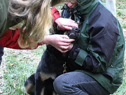 Erziehungsmittel Hundeerziehung festigen Motivation hochspringen Alpharolle erziehen platz Hundeerziehung Unterordnung Leinenruck unerwünschtes nicht schlecht fehlende Hundeerziehung nein Kommando Befehl Leckerli Hundeerziehung verstehen Hovawart Hundeerziehung 