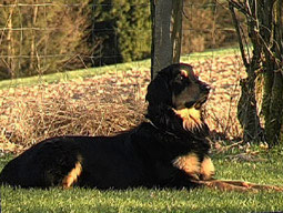 Wende Begleithundeprüfung Hundesport Begleithundprüfung Unterordnung Begleithund Tipps Hovawart Unterordnung Hovawart Begleithundeprüfung Freifolge Hundesport Begleithundprüfung Unterordnung Begleithund Tipps Begleithundeprüfung Unterordnung 