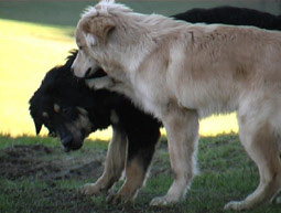 Hundebegegnungen aggressives Verhalten Probleme Verhalten unter Rüden Beschwichtigungssignale Probleme Hovawart Rüdenkampf Raufereien Hundesprache aggressive knurren Kampf bissig Raufereien aufreiten Hundebegegnungen  Aggressionsverhalten bei Hovawarten 