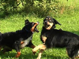 Hundeverordnung gefährliche Hunde Hundeverordnung bissige Hunde Gedanken zur Hundeverordnung Verhalten beim Angriff von Hunden Hovawart Hundeverordnung