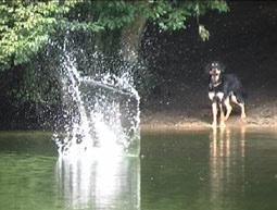 Hunde Beschäftigung mit dem Hund Hovawart am Wasser Spielideen für Hunde Spiele Hunde Motivation Hund Beschäftigung Welpen spielen Hunde Spiele mit Hunden Beschäftigung mit dem Hund schwimmender Hovawart Spielen mit Hunden Beschäftigung Spiele für Hunde 