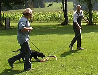 Welpenerziehung Welpenspielgruppe Stubenreinheit Beihemmung Beihemmung trainieren Hovawart Junghund Erziehung Entwicklungsphasen Hund 