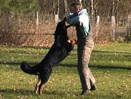 Hovawart Schutzhund Beschützerinstikt Meutetrieb 