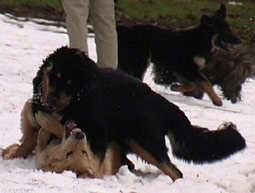 Hunde Hovawart Rauferei Was tun gegen Dominanz des Rüden? Dominanz des Hundes dominante Problemhunde dominanter Hovawart Dominanz Hunde dominanter Problemhund Hovawart Anzeichen für Dominanz bei Hunden Was tun gegen Dominanz des Rüden? Dominanz des Hundes 