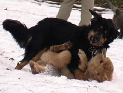 Anspringen Anzeichen Probleme schnappen Rudelkonzept Regeln Rangeinweisung passive Unterwürfigkeit Unterordnen Besucher Imponierverhalten Ignoranz Körpersprache Protestverhalten Zwicken Begrüßung Hundeprobleme Futterverteidigung Verhaltensweise 