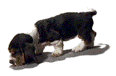 Fährtenhunde Nasenarbeit Fährten legen Ausbildung zum Fährtenhund Fährtenarbeit Nasenarbeit Fährtenhund Fährten arbeit Spurensuche Hund Fährtenhunde 