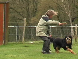 Hundeausbildung Hovawart Gebrauchshund apportieren Hundeausbildung Übungen Unterordnung Hovawart Gehorsam Hundeausbildung Ausbildung mit positiver Motivation statt Zwang Hundeausbildung Hundetraining Übungen Hundesport Gebrauchshund Gewalt Hundeausbildung