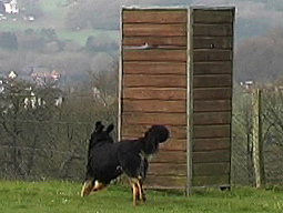 artgemäße Hundeausbildung ohne Gewalt Leinenruck Hundeausbildung Übungen zur Unterordnung Hundeausbildung Tipps für die Hundeausbildung Hundeprüfungen Gebrauchshundeausbildung Hundetraining Gehorsamsübungen Hundetraining Ausbildung Hund Hundeausbildung