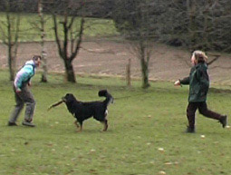 Beutespiel Hovawart Schutzhund Beschützerinstikt Meutetrieb