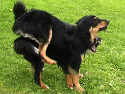 Hundeverordnung gefährliche Hunde Hundeverordnung bissige Hunde Gedanken zur Hundeverordnung Verhalten beim Angriff von Hunden Hovawart Hundeverordnung