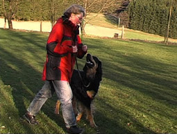 Gehorsam Hundesport Begleithundprüfung Stachelhalsband Begleithundeprüfung Begleithundeausbildung Gehorsamsübungen Begleithundprüfung gewaltfreies Hundetraining Begleithunde Prüfung Begleithundeprüfung Verhalten Hovawart Unterordnung Begleithundprüfung 