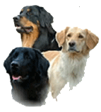 Hovawart schwarz blond schwarzmarken Hovawart ohne Papiere 