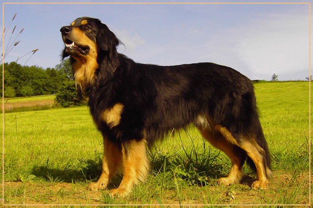 RZV Deckrüde Helos vom Holter Berg