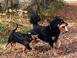 jagende Hunde Jagdleidenschaft Was tun wenn Hunde Wildern von Hunden Jagdverhalten des Hundes Hundeerziehung Jagdtrieb was tun? Jagdverhalten Hund Futterbeutel gassigehen Tipps Gassi gehen Jagdinstinkt Jagdtrieb in den Griff bekommen Hetztrieb aberziehen Jagen abgewöhnen Futterbeutel Hovawart wildert jagd Jogger Radfahrer Erziehungstipps zum Jagdverhalten 