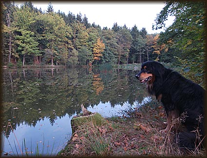 Hovawart-Welpen kaufen Familienhund Hovawarte Hündin Hundezucht Welpe Hovawarts Züchter Rüden Hovewart Zucht Hovawarten schwarzmarken blond Hovi Kosten Welpe Welpen kaufen Welpenkauf Hovawartzüchter Hovawartzwinger