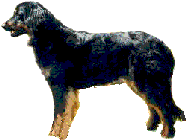 Hovawart Eigenschaften Steckbrief Erziehung Charakter Wesen Krankheiten Preis Rüde Hovewart Eigenheiten dominanz Familienhund Lebenserwartung Welpen Hündin Hundezucht Hunderasse Sozialverhalten Welpe Hovawarts Züchter Verhalten Rüden Gesundheit Geschichte 