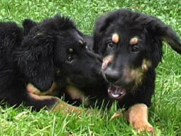 Hovawart Hovawart artgerechte Hundehaltung Bindung bei Hunden Hovawartwelpe Erziehung artgerechte Hundehaltung Hovawart Beziehung des Hundes zum Menschen aufbauen Partnerersatz Vertrauen Mensch Hund Verständnis Bindung des Hundes zum Menschen stärken 