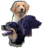 Hovawart ohne Papiere Besonderheiten des Hovawart  