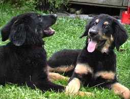 artgerechte Hundehaltung Hovawart Hovawart Bindung stärken zum Hund artgerechte Hundehaltung Zusammenleben Bindung zwischen Mensch und Hund festigen Hovawart Beziehung des Hundes zum Menschen Partnerersatz Zuneigung Vertrauen Mensch Hund Verständnis Hovawart 