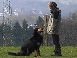 Hundeausbildung Leinenruck Hundetraining Ausbildung Hund artgemäße Hundeausbildung ohne Gewalt Hundeausbildung Übungen zur Unterordnung Gebrauchshund Hovawart Gehorsam Hundetraining Hundeausbildung Hundesport Motivation statt Zwang Hundeausbildung