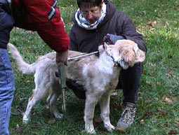 Hundeerziehung Hörzeichen Inkonsequenz erziehbar Erziehungsmethoden Lob gehorcht Belohnung Regeln üben Hundeerziehung Vermenschlichung Ausbildung Hundeerziehung lernen richtige Erziehungstipps komm Hundesprache Hundeerziehung Blickkontakt Strafe Hundeerziehung Übungen 