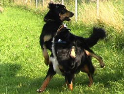 Hundeverordnung Hovawart und Berner Sennenhund Hundeverordnung gefährliche Hunde Hundeverordnung bissige Hunde Gedanken zur Hundeverordnung Verhalten beim Angriff von Hunden 