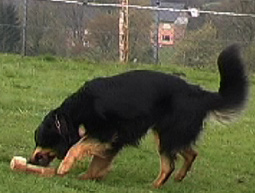 Hundeausbildung Gebrauchshunde ausbildung Hundeausbildung Übungen zur Unterordnung Hundeausbildung  Hundetraining Ausbildung Hund artgemäße Hundeausbildung ohne Gewalt Gebrauchshund Hovawart Gehorsam Gebrauchshunde Hundeausbildung Hundesport Hovawart