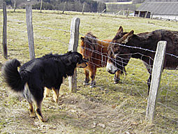 Hetztrieb unerwünschtes Jagdverhalten jagende Hunde Wildern Jagdverhalten des Hundes Jagdtrieb bei Hunden Hund jagt mit Jagdtrieb bei Hunden Jagdinstinkt Anti-Jagd-Training Problemverhalten Wildern Hunde, die jagen unterbinden Jagdverhalten bei Hunden 