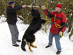 Wildern Hund mit Jagdtrieb bei Hunden Jagdinstinkt Problemverhalten Wildern Jagen unterbinden Jagdverhalten bei Hunden Jagd Instinkt Hovawart Hetztrieb unerwünschtes Jagdverhalten unterdrücken wildern Jagdtrieb Probleme Tipps jagende wildernde Hunde 