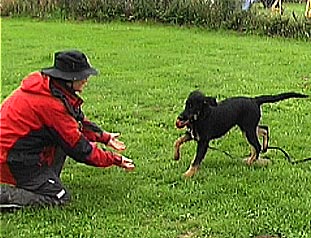 Leinenfhrigkeit Was tun wenn Hund an Leine zieht Welpen Leinenfhrigkeit 