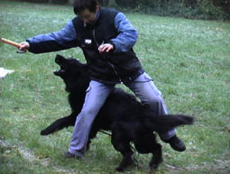 Hundeerziehung Futter stehlen Hovawart Erziehung ohne Gewalt Hundeerziehung Verständigung Mensch-Hund Kommunikation mit Hunden Hundeerziehung Erziehung Hundesprache Vertrauen Ausbildung Hovawart Hundeerziehung Kommunikation Gehorsam gewaltfreie Hundeerziehung Hovawart 