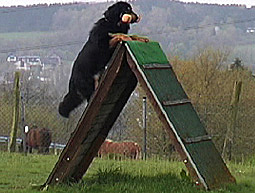 Hundeausbildung Ausbildung mit positiver Motivation statt Zwang Hundetraining Gebrauchshund Hundeausbildung Hundesport Sporthund Tipps für die Hundeausbildung Hundeprüfungen Gebrauchshundeausbildung Hundetraining Gebrauchshunde-Ausbildung Hundeausbildung