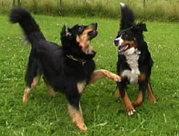 Hundeverordnung Hovawart und Berner Sennenhund Hundeverordnung gefährliche Hunde Hundeverordnung bissige Hunde Gedanken zur Hundeverordnung Verhalten beim Angriff von Hunden 