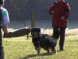 Beutespiel Hovawart Schutzhund Beschützerinstikt Meutetrieb