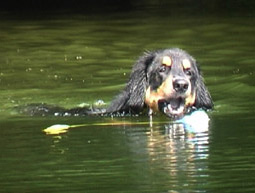 Motivation Hund Welpen spielen Hunde Beschäftigung mit dem Hund Beschäftigung Hovawart schwimmend Spielen mit Welpen Spiele mit Hunden richtig spielen mit dem Hund Beschäftigung Welpe n spiel e n Hund e Spielen Hovawart richtig spielen Motivation Hund 