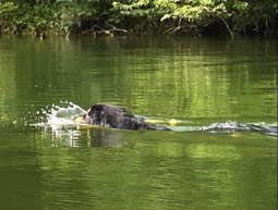 Zerrspiele Beutemotivation Beschäftigung Spiele Welpen Junghund richtiges Spiel Hovawart Beschäftigung Hunde Spiele Hunde Beschäftigung mit dem Hund Welpen spielen Hunde Spiele mit Hunden Beschäftigung mit dem Hund spielende Hovawart Beschäftigung 