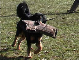 Hovawart Schutzhund Beschützerinstikt Meutetrieb 