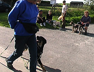 Beihemmung Hovawart Junghund Erziehung Entwicklungsphasen Hund 