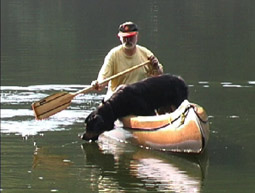 Hovawart Hunde Beschäftigung mit dem Hund Hovawart Spielen mit dem Hund Spielen mit dem Hund Spiele Hunde Motivation Hund Spiele mit Hunden Hunde Beschäftigung mit dem Hund Hovawart trinkt Mit Hunden spielen Spiele für Hunde Motivation Hund Welpen spielen 