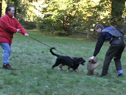 Hundeerziehung ohne Gewalt Alpha Hundeerziehung Gehorsam Futter stehlen Hundeerziehung Hovawart Erziehung ohne Gewalt Hundeerziehung Verständigung Mensch-Hund Kommunikation mit Hunden Erziehung Hundesprache Hundeerziehung Vertrauen Ausbildung Hovawart Verständigung 