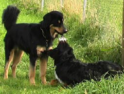 Hovawart Hundeverordnung gefährliche Hunde Hundeverordnung bissige Hunde Gedanken zur Hundeverordnung Verhalten beim Angriff von Hunden 
