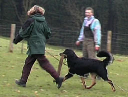 Hovawart Schutzhund Beschützerinstikt Meutetrieb