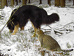 unerwünschtes Jagdverhalten unterdrücken wildern Hund Jagdtrieb Probleme Tipps jagende wildernde Hunde erziehung hetzen wildern jagen Jagdinstinkt Hovawart Jagdspiele Wildern Hetztrieb Hund mit Jagdtrieb bei Hunden Jagdinstinkt Anti-Jagd-Training Hovawart 